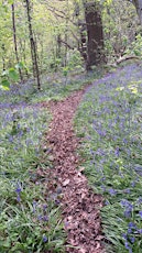 Bluebell Walk Rivacre Valley Country Park , Ellesmere Port