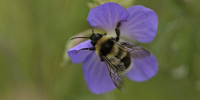 Imagem principal do evento Blossom and Bees May Half Term Trail - Thatcham, Thursday 30 May