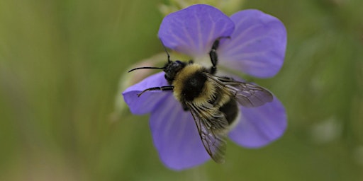 Hauptbild für Blossom and Bees May Half Term Trail - Thatcham, Thursday 30 May