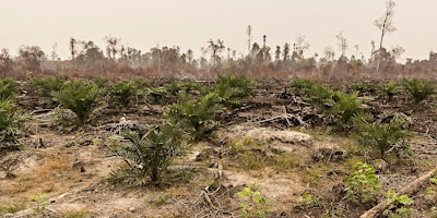 Hauptbild für Climate justice,land rights & trade:The EU-Indonesia palm oil dispute