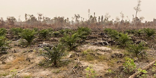 Hauptbild für Climate justice,land rights & trade:The EU-Indonesia palm oil dispute