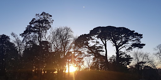 Immagine principale di 'Spring into Summer'  - Guided Forest Bathing 