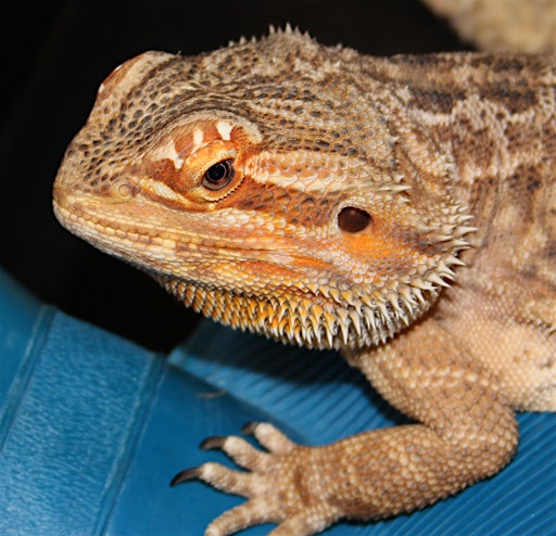 Primaire afbeelding van Reptile Handling Session.