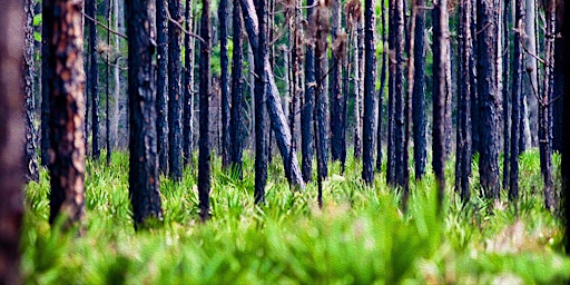 Imagem principal de FIELD TRIP: Sunset Ranch Trail at Three Lakes Wildlife Management Area