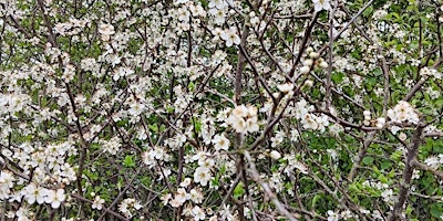 Image principale de Foraging on Tewkesbury Nature Reserve with Rob Gould @ cotswoldforager