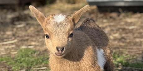 Goat Yoga Nashville- Jubilant June