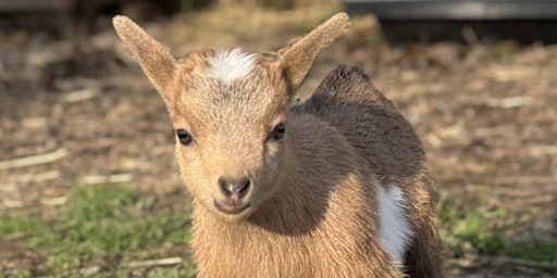 Hauptbild für Goat Yoga Nashville- Jubilant June