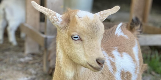 Imagem principal do evento Goat Yoga Nashville- City Park (Brentwood)