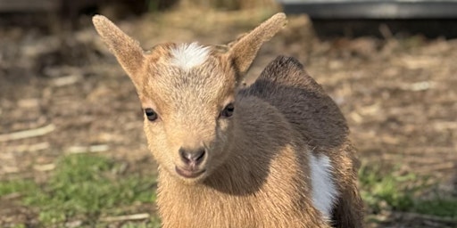 Primaire afbeelding van Goat Yoga Nashville- Jubilant June