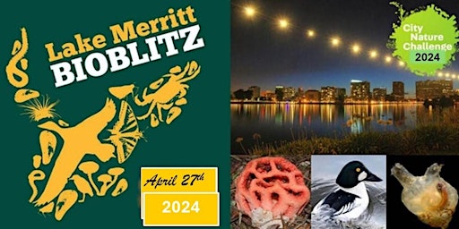 Immagine principale di Lake Merritt Bioblitz - City Nature Challenge 2024_Table on April 27th 