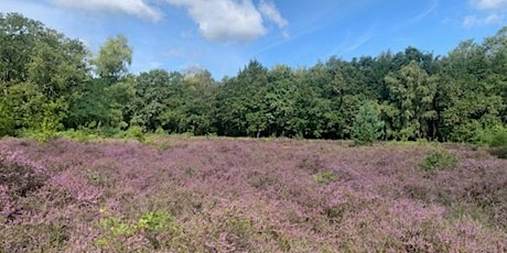 A Guided Walk - Discover the Commons’ Heathland habitats