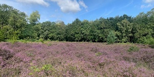 Imagem principal do evento A Guided Walk - Discover the Commons’ Heathland habitats