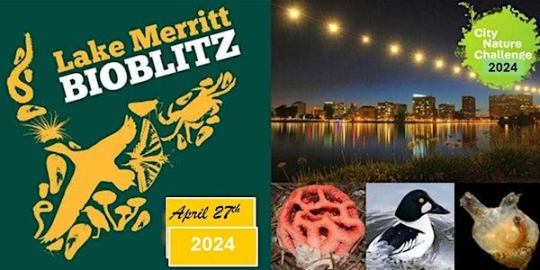 Lake Merritt Bioblitz - City Nature Challenge 2024_Table on April 27th