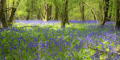 Bluebell walk at Singe Wood, Hailey, West Oxfordshire primary image
