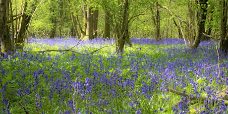 Bluebell walk at Singe Wood, Hailey, West Oxfordshire