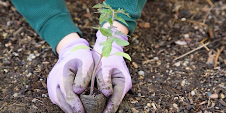 Interwoven: Morning Container Gardening for Spouses