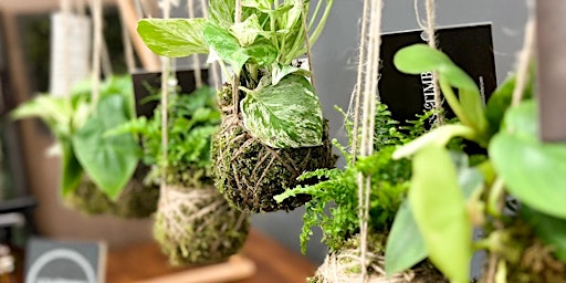 Primaire afbeelding van April 6th- Kokedama Workshop @ Moss & Timber