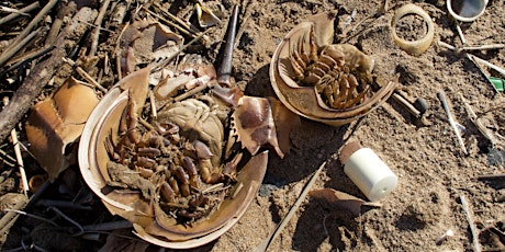 Image principale de Oakwood Beach Cleanup