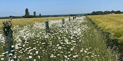 Imagen principal de Hope Farm Agroforestry Tour