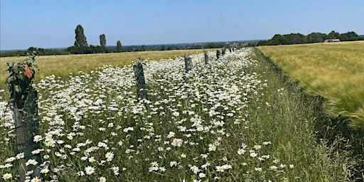 Image principale de Hope Farm Agroforestry Tour