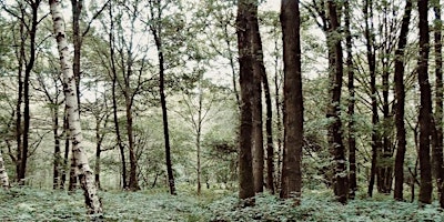 Nature walk at Singe Wood, Hailey, West Oxfordshire primary image