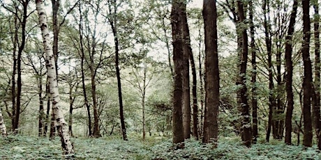 Nature walk at Singe Wood, Hailey, West Oxfordshire