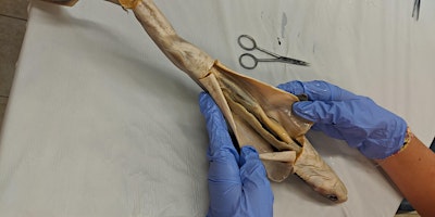 Hands-On Dissection (2024) primary image