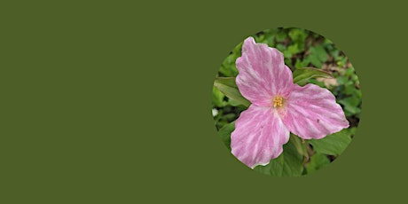 Wildflower Walk at the Thompson Wildlife Management Area