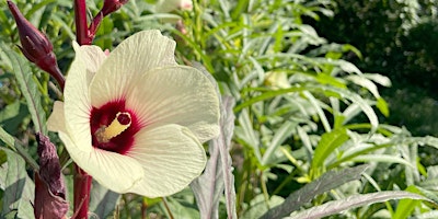 Urban Farming 101 Workshop: Plant Biology & Propagation primary image