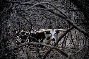 Hauptbild für Funkytown Focus: Morning on the Murrin/Westfork Ranch