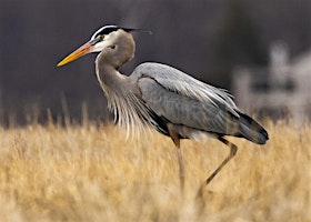 Blue Heron Paddle - 2024 - Sultana Education Foundation  primärbild