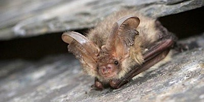 Imagem principal do evento Planting for bats