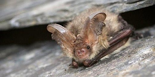 Imagem principal de Planting for bats