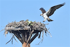 Hauptbild für Osprey Public Paddle - 2024 - Sultana Education Foundation