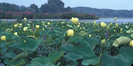 Hauptbild für Lotus  Paddle 1 - 2024 - Sultana Education Foundation