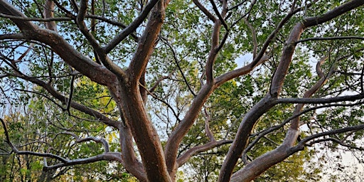 Imagem principal de Yoga in the park