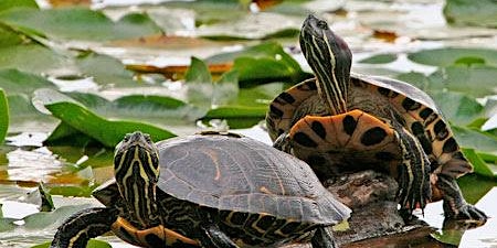 Turtle Paddle - 2024 - Sultana Education Foundation  primärbild