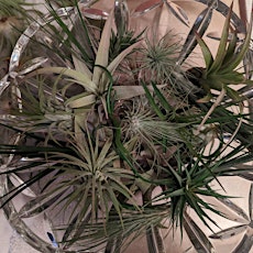 Fir Crazy Workshop: A Breath Of Fresh Air(plants)