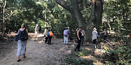 Summer on the Hudson: Forest Bathing primary image