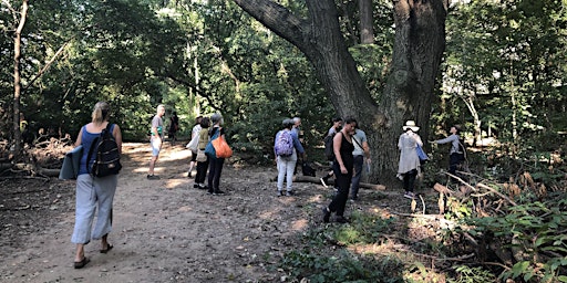 Hauptbild für Summer on the Hudson: Forest Bathing