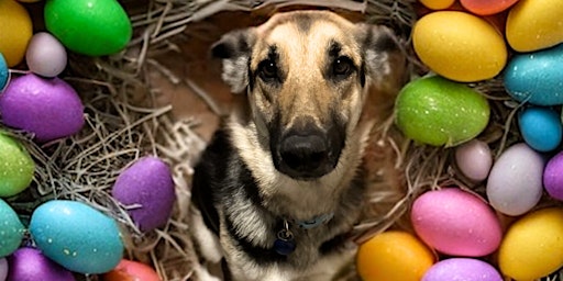 Ain't Nothing but a Hound Dog Egg Hunt primary image