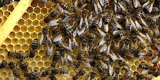 Primaire afbeelding van TBKA apiary drop-in day