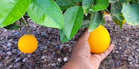 Georgia Grown Citrus Workshop for Farmers, Community Gardens, and Homestead