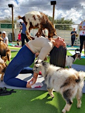 Goat Yoga Houston At White Rhino Saturday May 18th 10AM