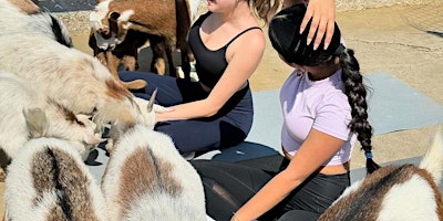 Primaire afbeelding van Goat Yoga Houston At White Rhino Saturday May 18th 11AM