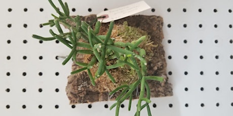 Epiphytic Plant Mounting Workshop primary image