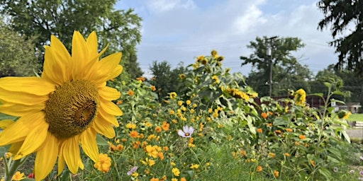 Hauptbild für Urban Farm Volunteering: Cultivating Detroit's Future