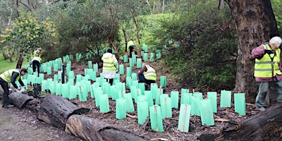 Primaire afbeelding van Returning nature to our City