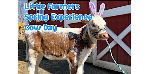 Primaire afbeelding van Little Farmers Spring Experience Cow Day