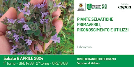 Piante selvatiche primaverili, riconoscimento e utilizzi